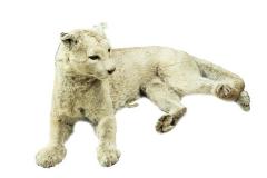 Cougar
