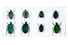 Beetles in Resin