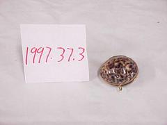 Sea Shell Trinket Box