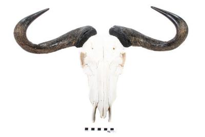 Black Wildebeest (Skull) 