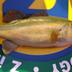 Large Mouth Bass