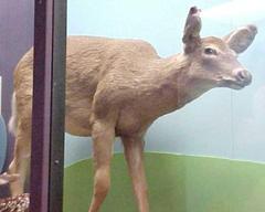 Deer