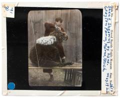Lantern Slide, Sheep Shearing 