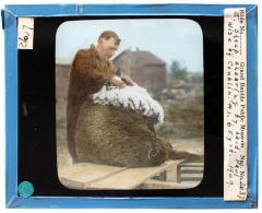 Lantern Slide, Sheep Shearing 