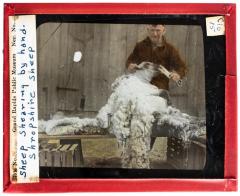 Lantern Slide, Sheep Shearing