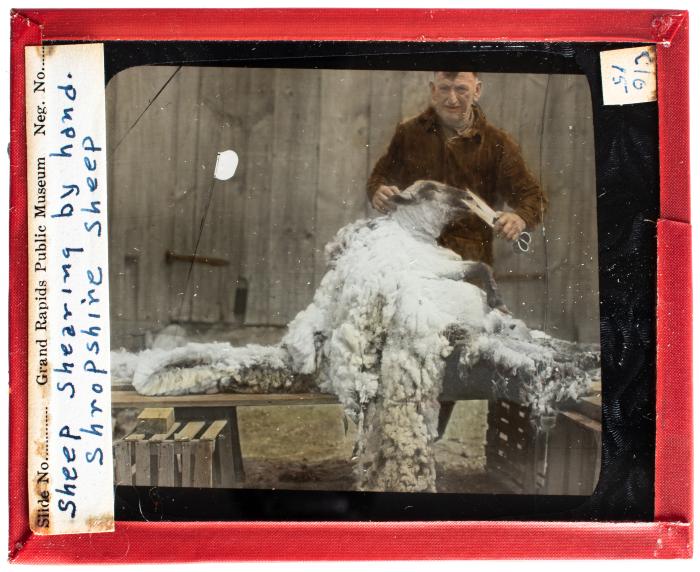 Lantern Slide, Sheep Shearing
