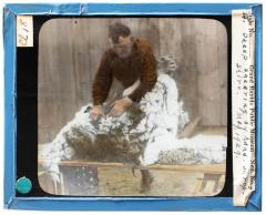 Lantern Slide, Sheep Shearing