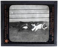 Lantern Slide, Sleeping Bull Puppies