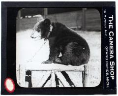 Lantern Slide, Cub
