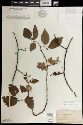 American Elm