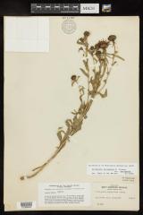 Curlycup Gumweed