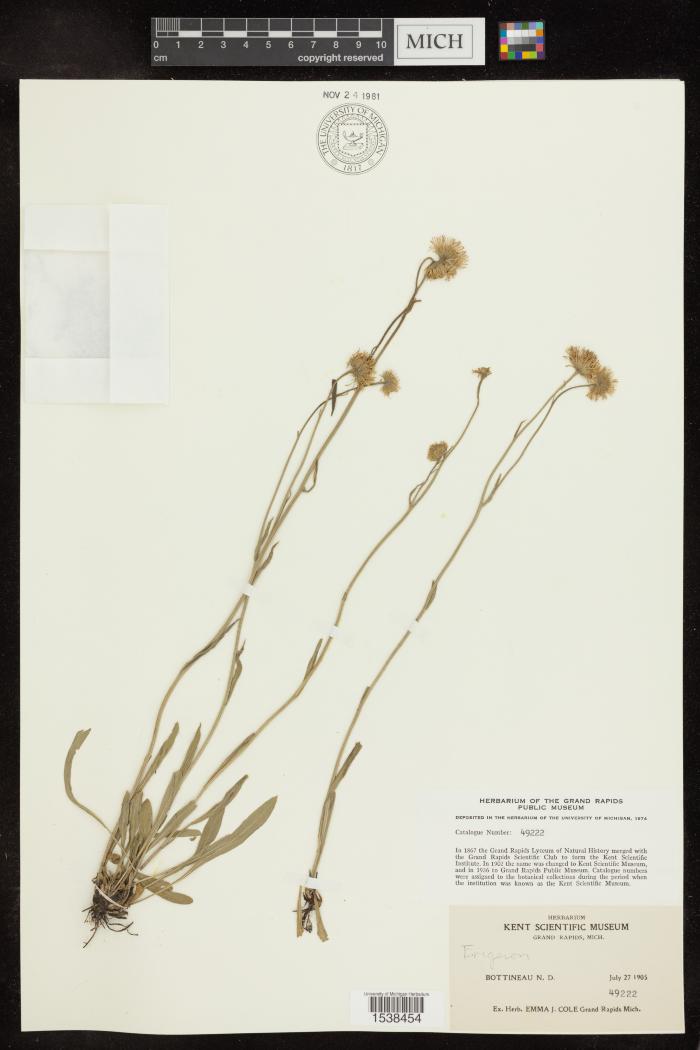 Fleabane