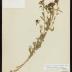 Curlycup Gumweed