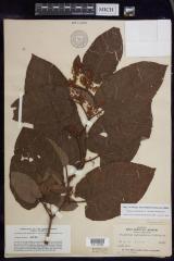 Giant Knotweed
