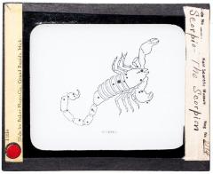 Lantern Slide, Scorpio