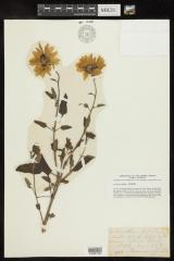 Prairie Sunflower