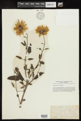 Prairie Sunflower