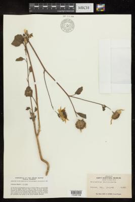 Common Sunflower