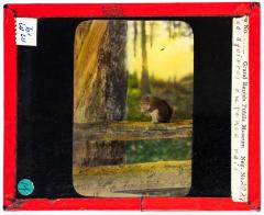 Lantern Slide, Red Squirrel on Fence