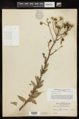 Canadian Hawkweed