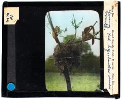 Lantern Slide, Red Squirrel Nest