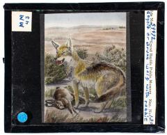 Lantern Slide, Coyote with Rabbit