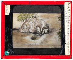 Lantern Slide, Badger