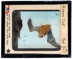 Lantern Slide, Hoary Bat