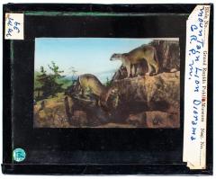 Lantern Slide, Mountain Lion