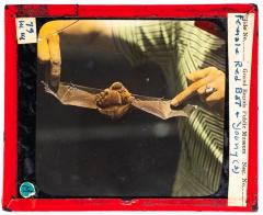 Lantern Slide, Red Bat