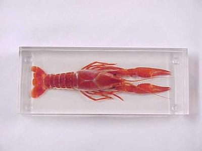 Crayfish, Plastomount