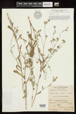 Branched Lagophylla