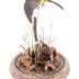 Cedar Waxwing (mount)