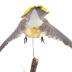  Cedar Waxwing (mount)