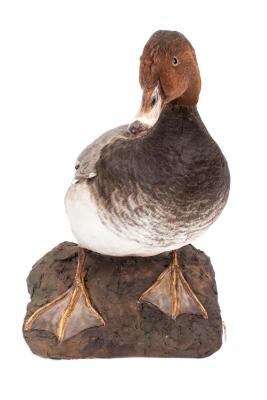 Redhead Duck (mount)