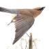 Cedar Waxwing (mount)
