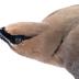  Cedar Waxwing (mount)