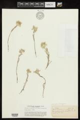 Edelweiss