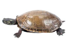 Midland Painted Turtle (mount)