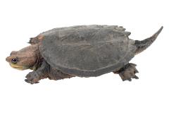 Snapping Turtle (mount)