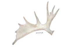 Moose antler