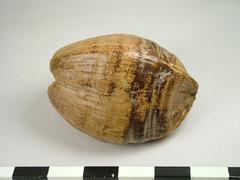 Coconut with husk