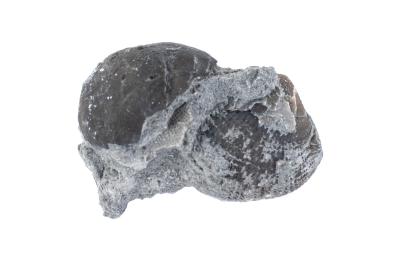 Atrypa costata(?) &amp; Gypidula sp.(?)