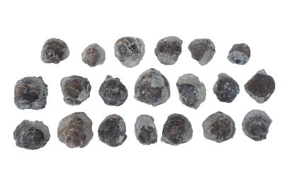 Atrypa arctica (20 specimens)