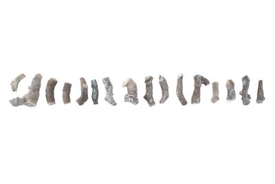 Aulocystis magnispina (16 Specimens)