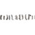Aulocystis magnispina (16 Specimens)