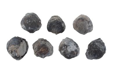 Atrypa elegans (7 Specimens)