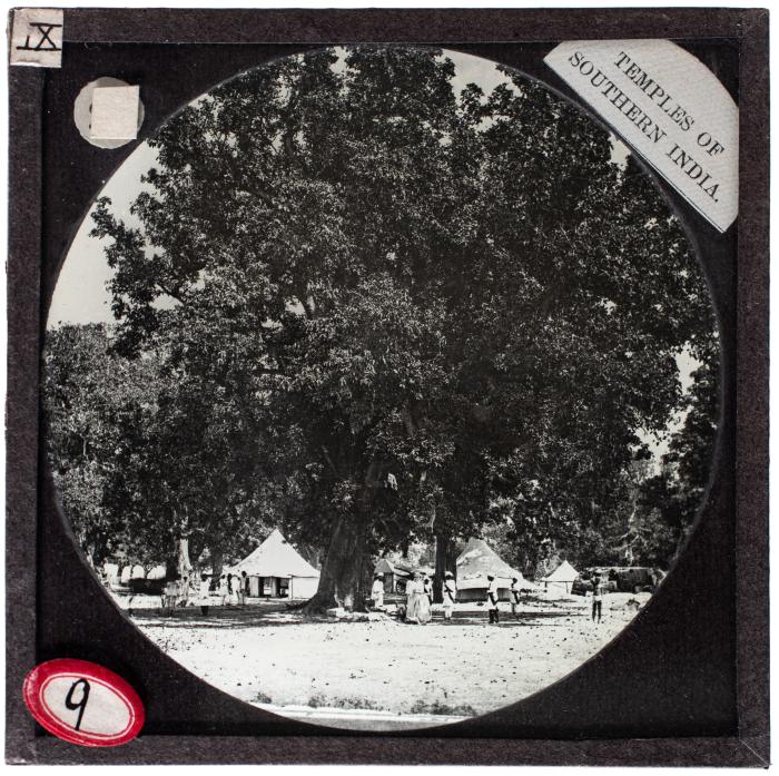 Lantern Slide, Massive Tree