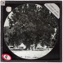Lantern Slide, Massive Tree