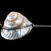 Hat Pin, Mother-of-pearl Sea Shell